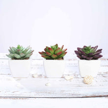 Load image into Gallery viewer, Set of 3 | 4'' Assorted Echeveria Artificial Plants with Pots