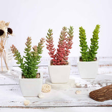 Load image into Gallery viewer, Set of 3 | 8'' Assorted Sedum Oaxacanum Artificial Plants with Pots