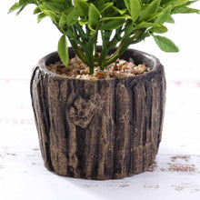 Load image into Gallery viewer, Set of 3 | 6" Assorted Aeonium Artificial Plants with Pots
