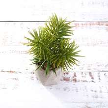 Load image into Gallery viewer, Set of 3 | 8" Assorted Spiky Crassula Artificial Plants with Pots

