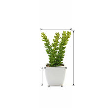 Load image into Gallery viewer, Set of 3 | 8'' Assorted Sedum Oaxacanum Artificial Plants with Pots
