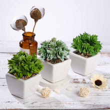 Load image into Gallery viewer, Set of 3 | 4'' Assorted Green Echeveria Artificial Plants with Pots
