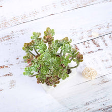 Load image into Gallery viewer, Set of 3 | 7'' Assorted Crassula Artificial Plants with Pots
