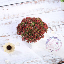 Load image into Gallery viewer, Set of 3 | 6'' Assorted Autumn Joy Sedum Artificial Plants with Pots
